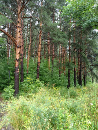 Tall pine trees in a summer forest against a background of green grass. Sunny weather.のeditorial素材