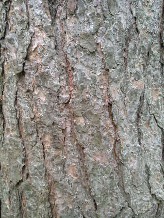 Pine bark. Brown tree trunk. Beautiful texture.のeditorial素材