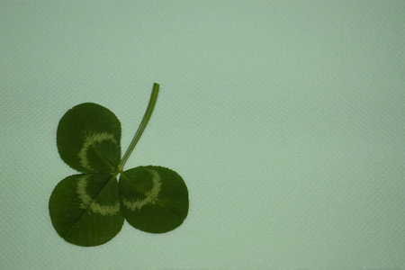 green clover leaves on a light green background, patrick day. High quality photo