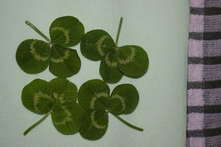sprigs of green clover leaves on a light green background, Patrick day. High quality photoの写真素材