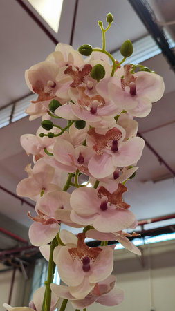 pink orchid flowers. high quality photoの写真素材