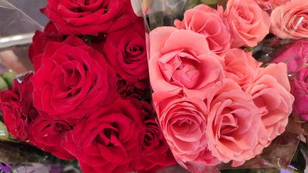 pink beautiful red rose flowers, bouquet, plant, nature, botanical cultivar, garden. high quality photoの写真素材