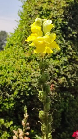 ornamental flowers in the garden, spring summer nature, botanical variety, plants. high quality...