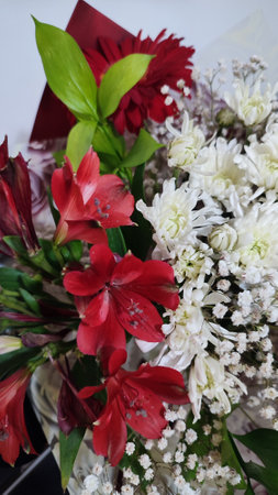 beautiful flowers red white chrysanthemum bouquet, plants, botany. high quality photoの写真素材