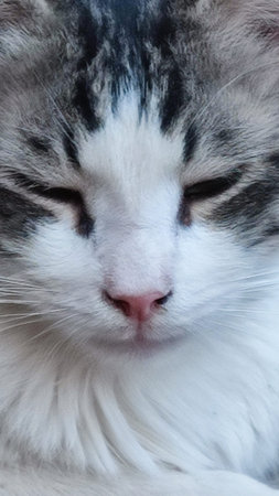 fluffy beautiful white gray cat portrait, sitting, looking, pets. high quality photo