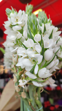 Nature flowers spring summer decoration garden, botanical plant. high quality photoの写真素材