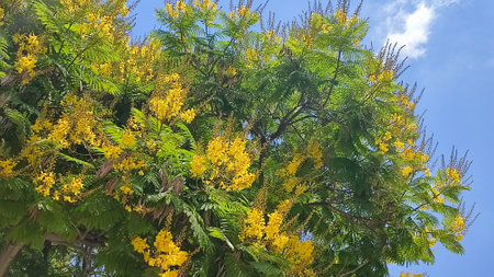 yellow achacia beautiful tree in the city of Beer Sheva Negev Israel. high quality photoの写真素材