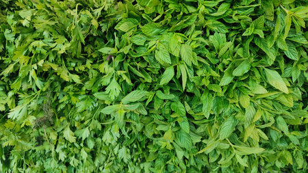 green fresh mint vegetables in grocery store food. high quality photo