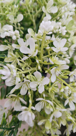White brunch artificial flowers art decorative. high quality photoの写真素材