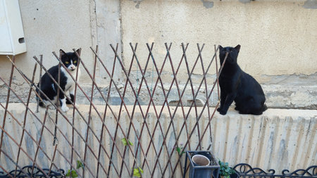black and white cat sitting behind the fence. High quality photo