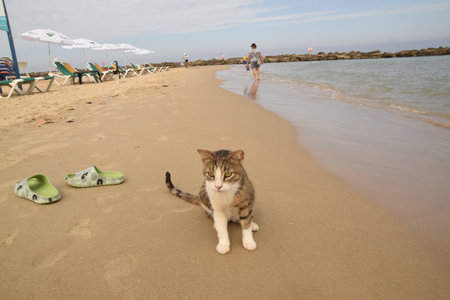 20 June 2023 Netanya Israel, cat pet animal, beach sand and hotel, umbrella summerのeditorial素材