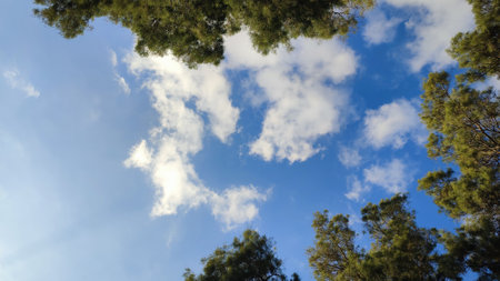 Summer time green nature plants park trees background landscape. High quality photoの写真素材