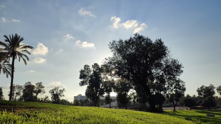 Summer time green nature plants park trees background landscape. High quality photoの写真素材