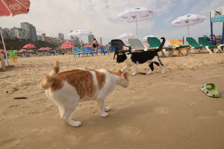 20 June 2023 Netanya Israel, cat pet animal, beach sand and hotel, umbrella summerのeditorial素材