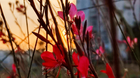 red scarlet petals flower, flora, botany plantの写真素材
