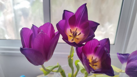 purple tulips with yellow centers, flowers, plant flora, botanical species variety. High quality...