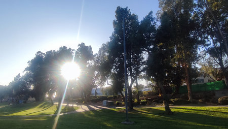 Green nature plants grass park trees sun shining sky. High quality photoの写真素材