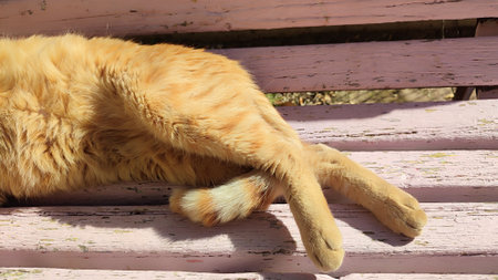 Ginger red cat lies on a wooden bench, pets, animal. High quality photoの写真素材