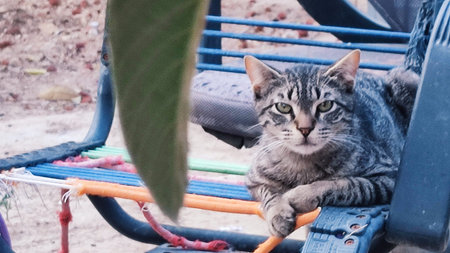 gray cat lies on a chair, pets. High quality photo