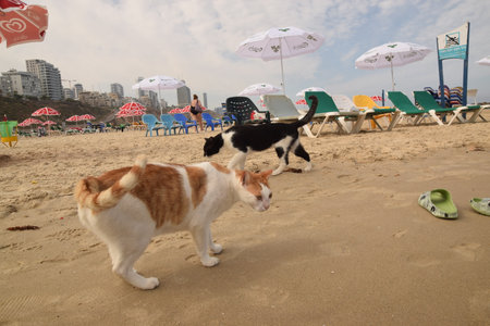 20 June 2023 Netanya Israel, cat pet animal, beach sand and hotel, umbrella summerのeditorial素材