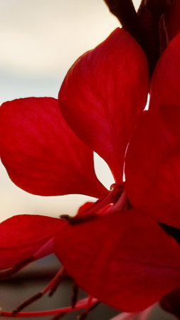 red scarlet petals flower, flora, botany plant. High quality photoの写真素材