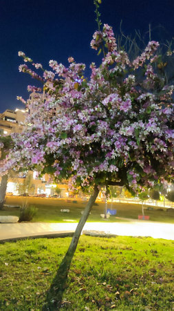 tree blossoms, pink flowers night, nature flora. High quality photoの写真素材