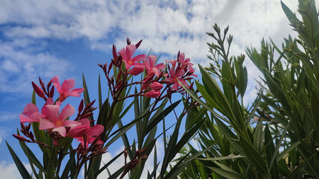 Pink flowers, green leaves, bush flora, blue sky and white clouds nature summer spring. High quality...