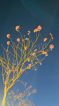 night sky, tree with flowers, nature. High quality photo