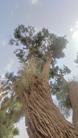 tree trunk, sky clouds, green leaves summer nature. High quality photo