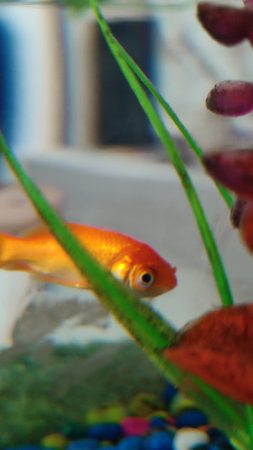 goldfish, colorful balls of pebbles in an aquarium in the water, objects, nature. High quality photoの写真素材