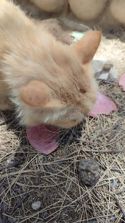 Ginger red cat eating sausage, pets animal nature. High quality photoの写真素材