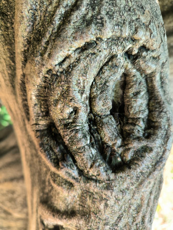 trunk and hollow of old tree, texture nature plants summer, botany, botanical garden flora. High quality photoの写真素材