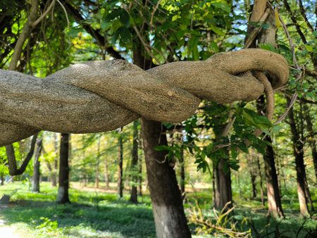 trunk branches and hollow of old tree, texture green leaves nature plants summer, botany, botanical...