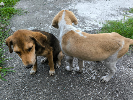 two cute brown dogs puppies animals, pets, breed, nature. High quality photo