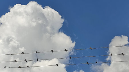 blue sky white clouds background nature air atmosphere weather, birds sit on wires. High quality photoの写真素材
