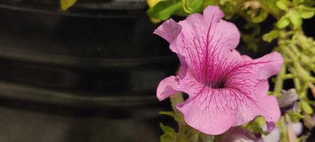 pink flowers, plants green leaves, nature flowerbed, background at night. High quality photoの写真素材