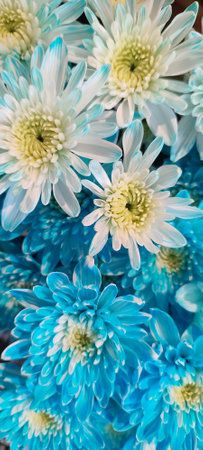 bright blue white chrysanthemum flowers, petals flora, beautiful bouquets, botany summer garden background. High quality photoの写真素材
