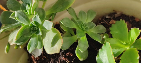 green plants in pot, leaves succulent, botanical garden flora variety floristry