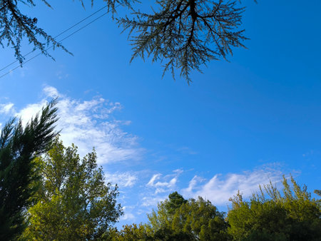blue sky, white clouds, green trees grass background weather nature air atmosphere. Landscape High quality photoの写真素材