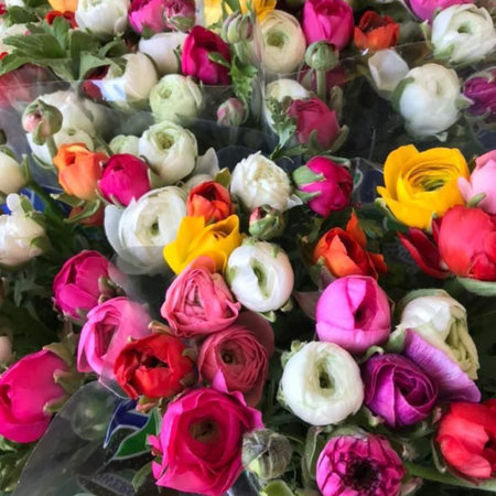 beautiful bright colorful flowers nature flora peonies. High quality photo
