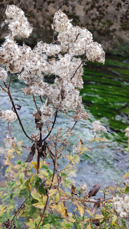River plant seeds nature green plant summer river. High quality photo