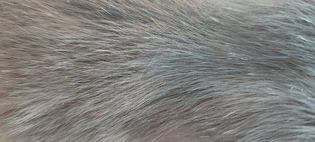 Gray animal fur cat background texture. High quality photo