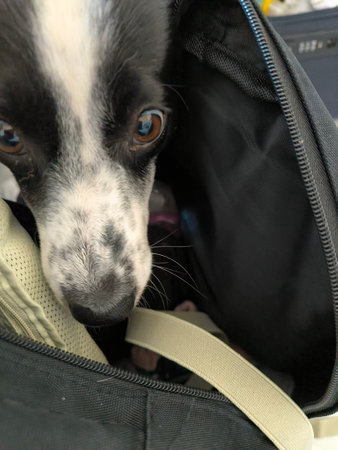 Dog pet animal face eyes cute nature August 17, 2024,. High quality photoの写真素材