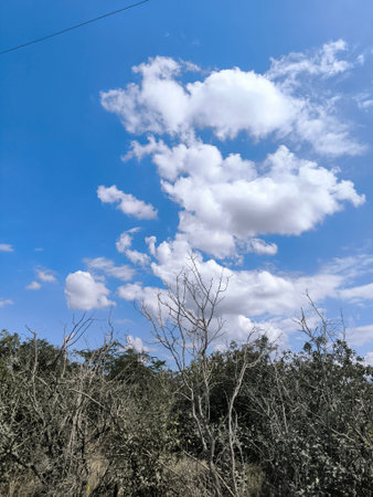 Cloudy sky trees blue atmosphere air green nature summer autumn background landscape clouds. High...