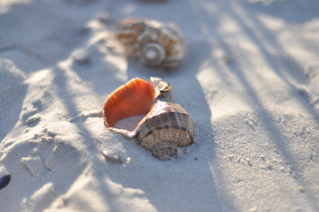Shell, rapanaの写真素材