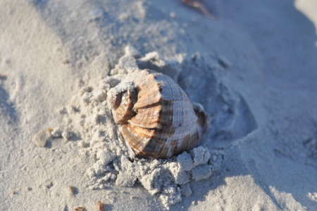 Shell, rapanaの写真素材