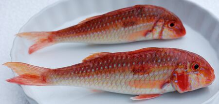 Two red fresh fishes on a white dishの写真素材