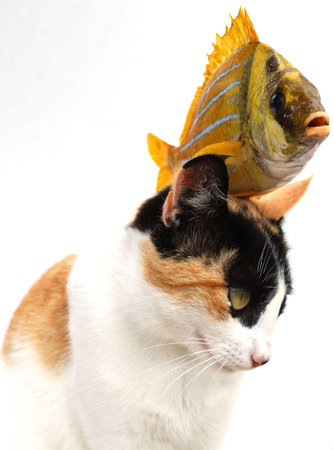 The goldfish carries out desires of a cat