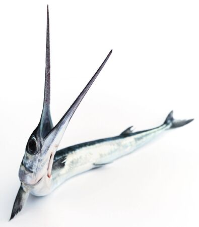 Fish with an open mouth on white backgroundの写真素材