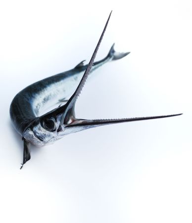 Head with teeth of fish-saw on white background  dangerous, eye, fin, fish-saw, head, mouth, predatory, sharp, silvery, teethの写真素材